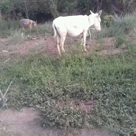 eşek ene beje