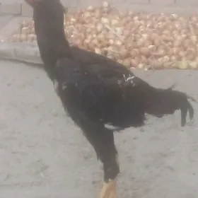 horaz