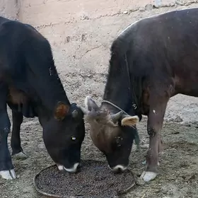 okuzce