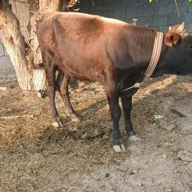 Göle