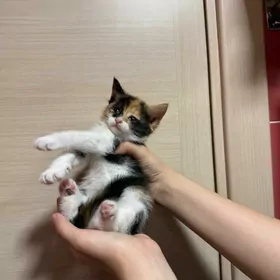 котята месяц
