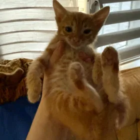котята месяц 2 мальчика