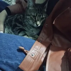 кошка