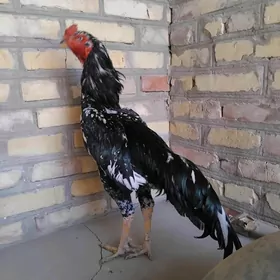 horaz