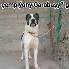 turkmen iti