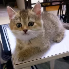 Мальчик золотая шиншилла