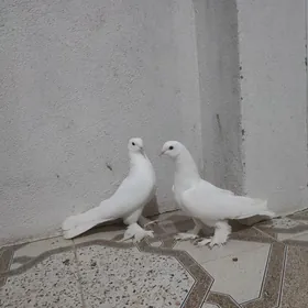 kepderi