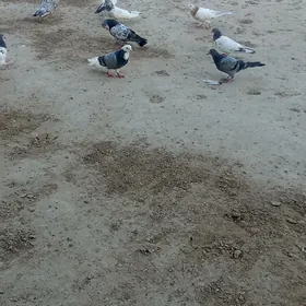 Ak kepderi