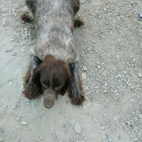 gucuk ahotny