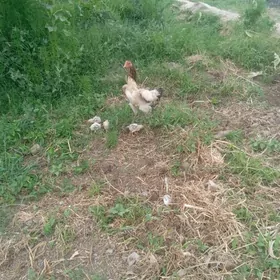 Bays towuk 5sany jujesi bn