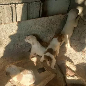 щенки собаки