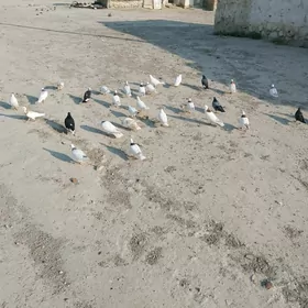 kepderi
