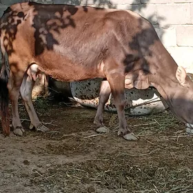 Bogaz sygyr