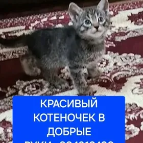 Котёнок
