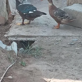 ordek