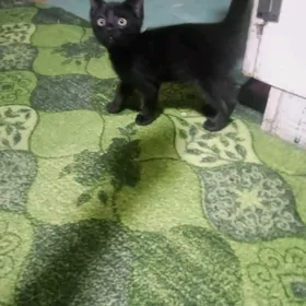 чёрный  котёнок