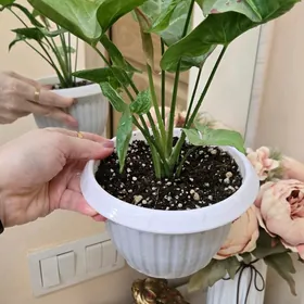 КОМН Цветы