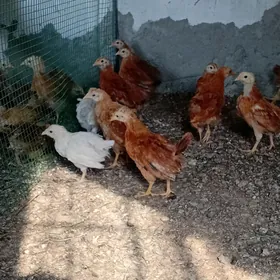 towuk juyje