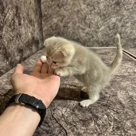 вислоухий шотландский