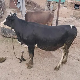 Galaşteýn tùwe