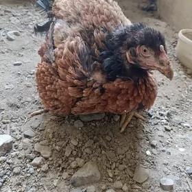 Taşkent mäki kurk