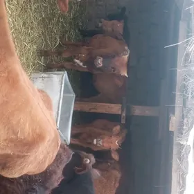 öküzçe tüwe öküz göle