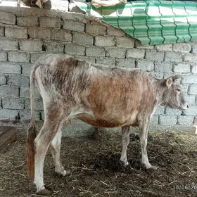 sygyr