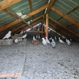 kepderi