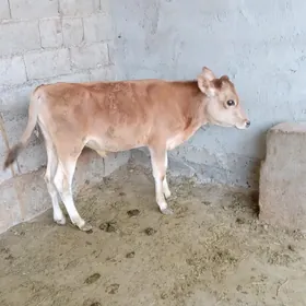 őkűz