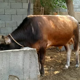 Öküz