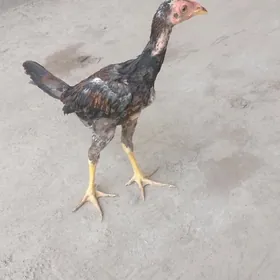 jüýje. horaz.