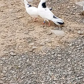 kepderi