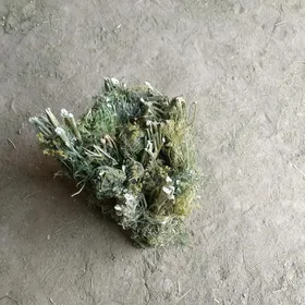 UKROP
