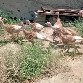 induk juyje