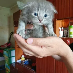 Продам Катенка