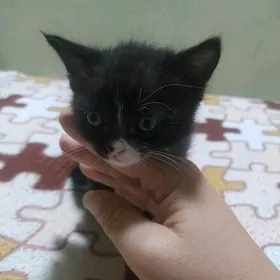 Котята в добрые руки!!!
