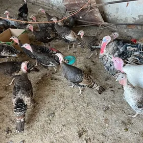 induklar 7aýdan geçen