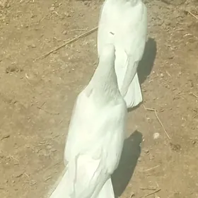 Par Kepderi
