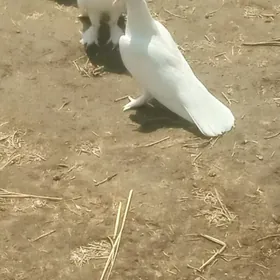 KEPDERI PAR