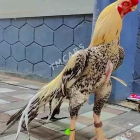 taşkent horaz