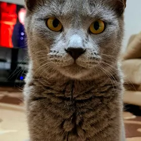 Котята. Парода.