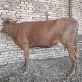 Goleli sygyr