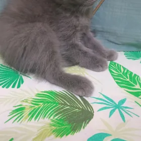 кот