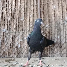 kepderi