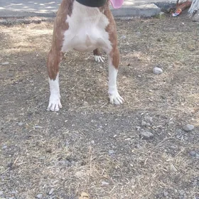 pitbull