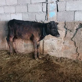 ÖKUZ