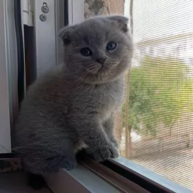 Котёнок