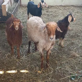 Owlakly Geçi Guzuly Goyun