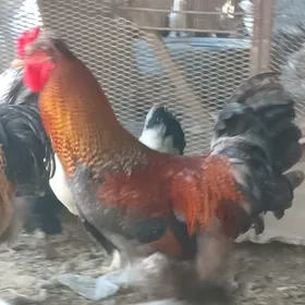 HORAZ