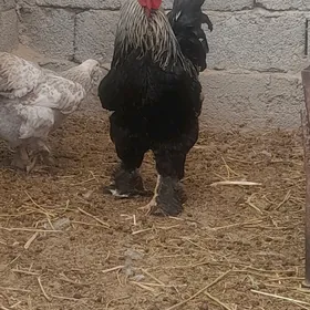 horoz Troÿka